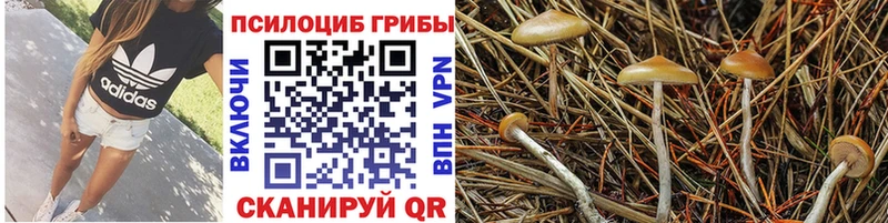 Галлюциногенные грибы MAGIC MUSHROOMS  закладка  МЕГА как зайти  Рубцовск 